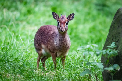 Portrait of deer in a field