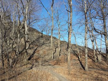 Low angle view of bare trees against blue sky