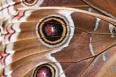 Close-up of butterfly on leaf