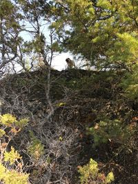 Cat on tree in forest