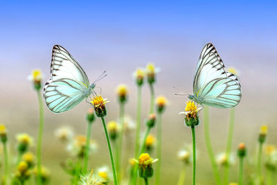 Close-up of butterfly pollinating on yellow flower