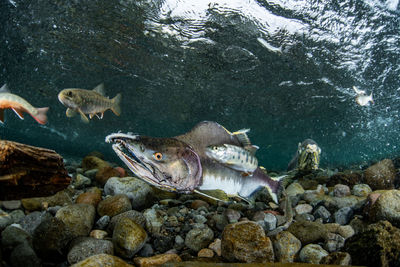 Pink salmon's run in rausu, hokkaido , japan