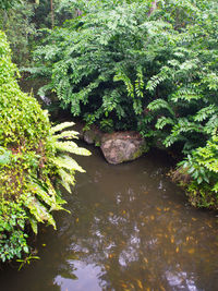 Scenic view of tree by plants