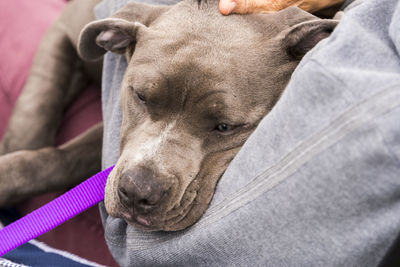 Close-up of dog relaxing on bed