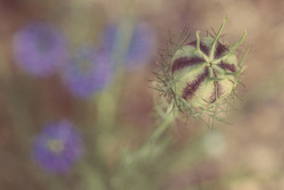 Close-up of purple flowering plant