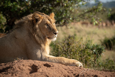 Lion looking away while in forest