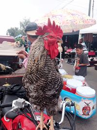animal themes