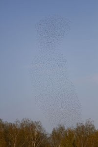 Low angle view of birds flying against clear blue sky