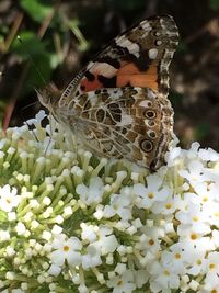Close-up of butterfly pollinating on flower