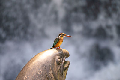 Close-up of bird perching on statue
