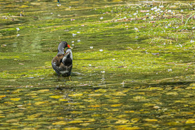 Duck swimming in lake