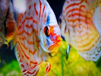 Close-up of discus fish in tank at aquarium