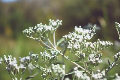 Close-up of white flowering plant