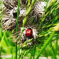 Close-up of ladybug on plant