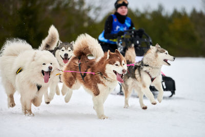 View of dogs on snow covered land