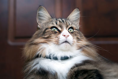 Close-up portrait of a cat