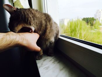 Cat looking through window