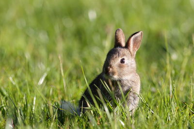 Close-up of a rabbit on field