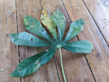 High angle view of leaves on table