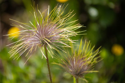 Close-up of dandelion on plant