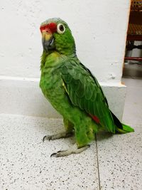 Close-up of parrot perching on wall