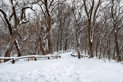 Bare trees on snow covered field