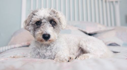 Close-up portrait of dog on bed