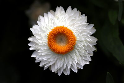 Close-up of white daisy against black background