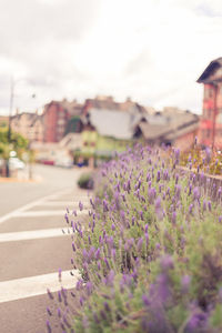 Purple flowering plants growing by road against sky