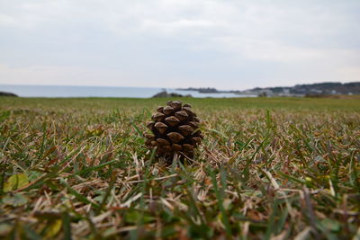 Close-up of grass on field