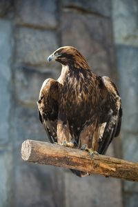 Close-up of eagle perching on wooden post