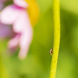 Close-up of insect on flower