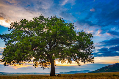 Tree on field against sky during sunset