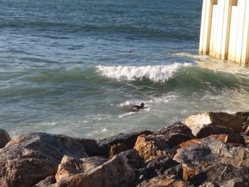 View of bird on rock at sea