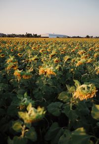 Scenic view of sunflower field against clear sky