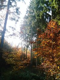 Autumn trees in forest during sunny day