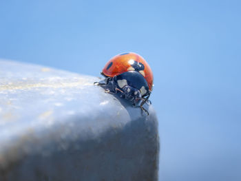 Close-up of ladybug