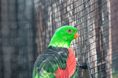 Close-up of parrot in cage