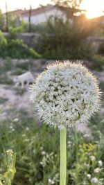 Close-up of white flowering plant on field