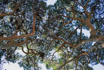 Low angle view of trees in forest