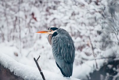 Close-up of bird perching on snow