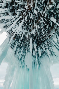 Close-up of frozen plant