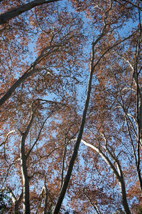 Low angle view of trees in forest against sky