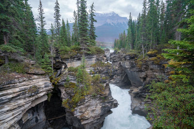 Scenic view of river amidst trees in forest