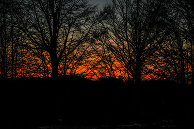 Silhouette of bare trees in forest