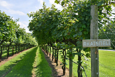 Clusters of green grapes hanging on the vines in a vineyard