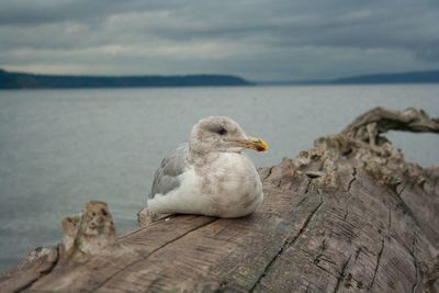 Close-up of seagull perching on wood against sea