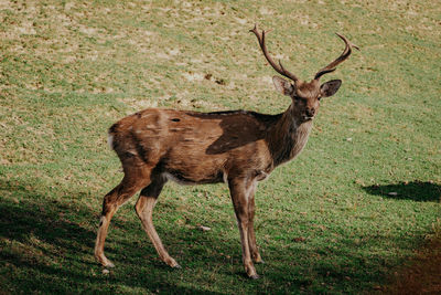 View of deer standing on field