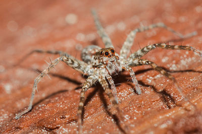 Close-up of spider