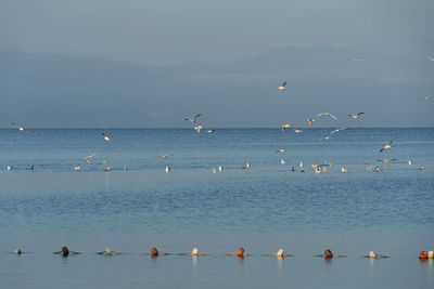 Flock of seagulls by sea
